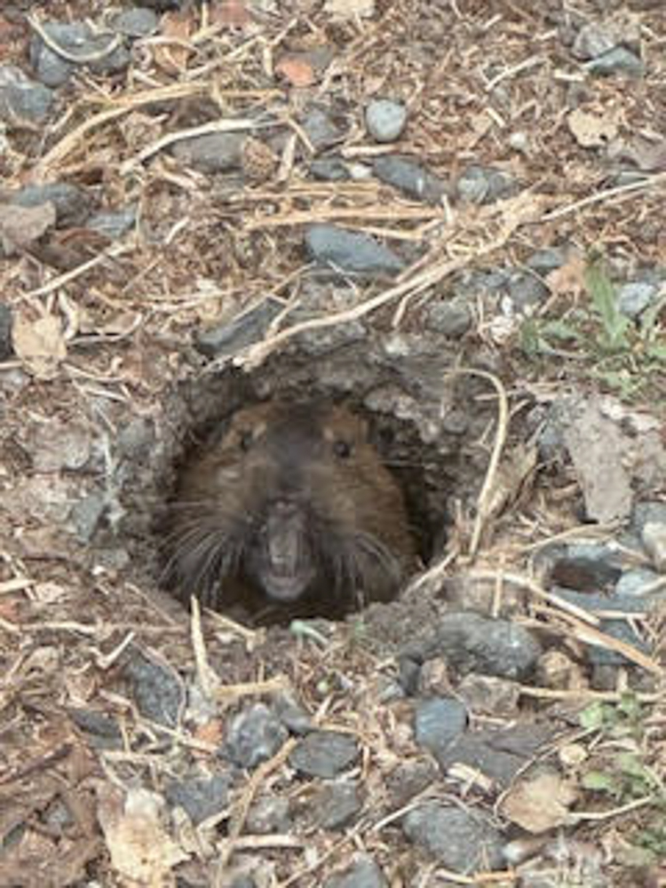 Image 4: Photo of a mole peering out of its burrow taken by the youngest camper, Athena, who was there with her parents, and said her favorite things about the camping trip were the food, cobbler and ice cream.