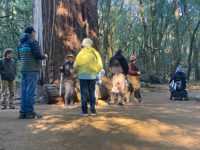 A group of people including someone in a power chair are in the woods next to the trunk of a majestic redwood tree.